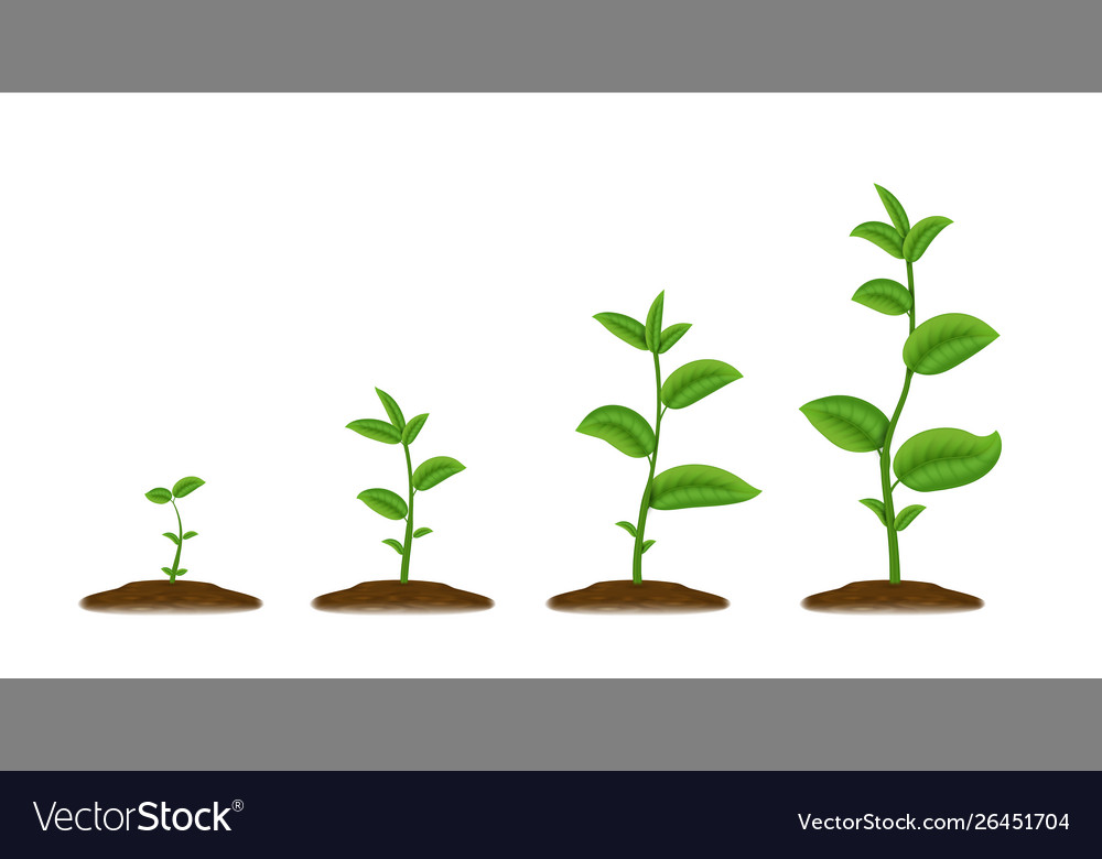 Realistic sprouts green plant stages growth vector image Realistic sprouts green plant stages growth