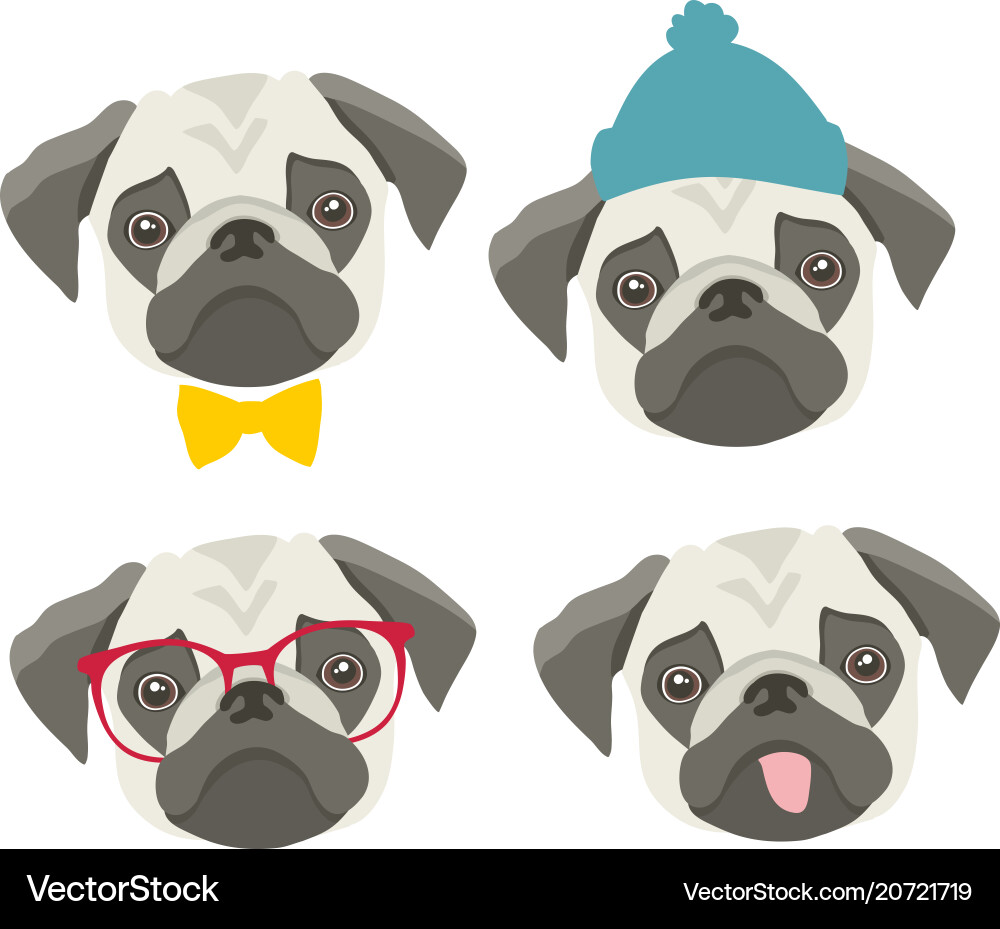 accessories for pugs