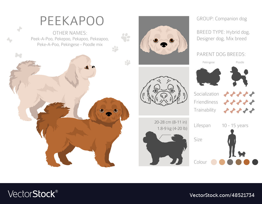 Peekapoo mix best sale