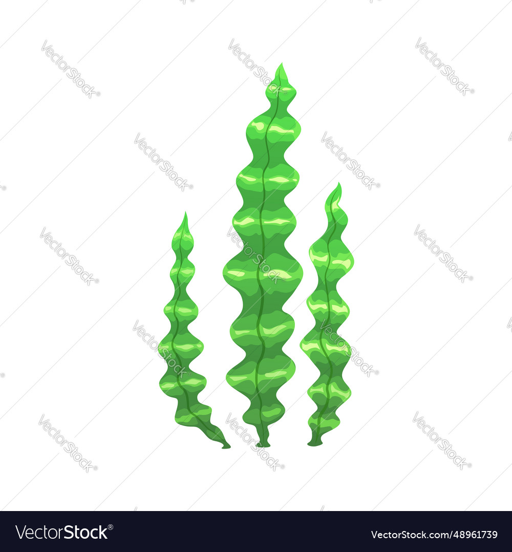 Cartoon underwater laminaria seaweed algae plant Vector Image