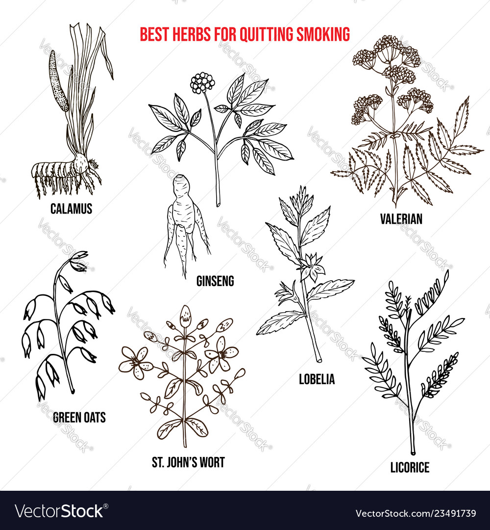 collection-best-herbs-for-quitting-smoking-vector-image