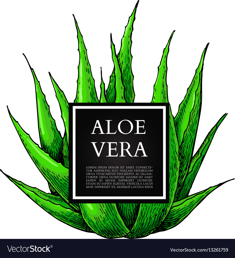 Etiket: Aloe Vera Etiket: Aloe Vera
