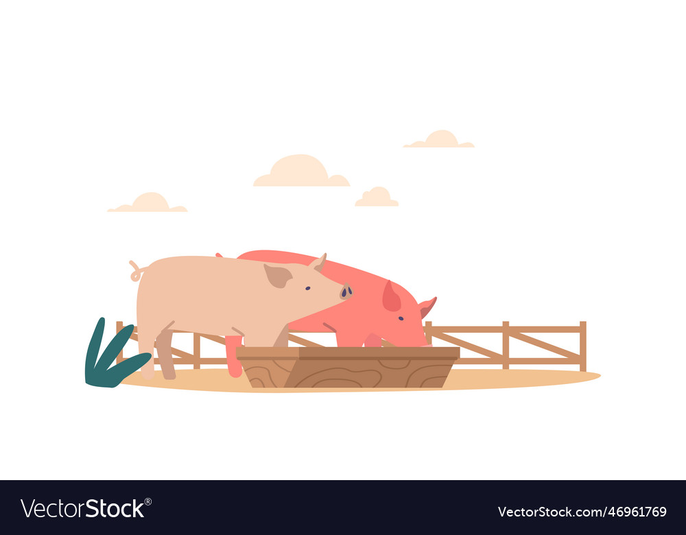 Pigs gather around the trough to eat they squeal