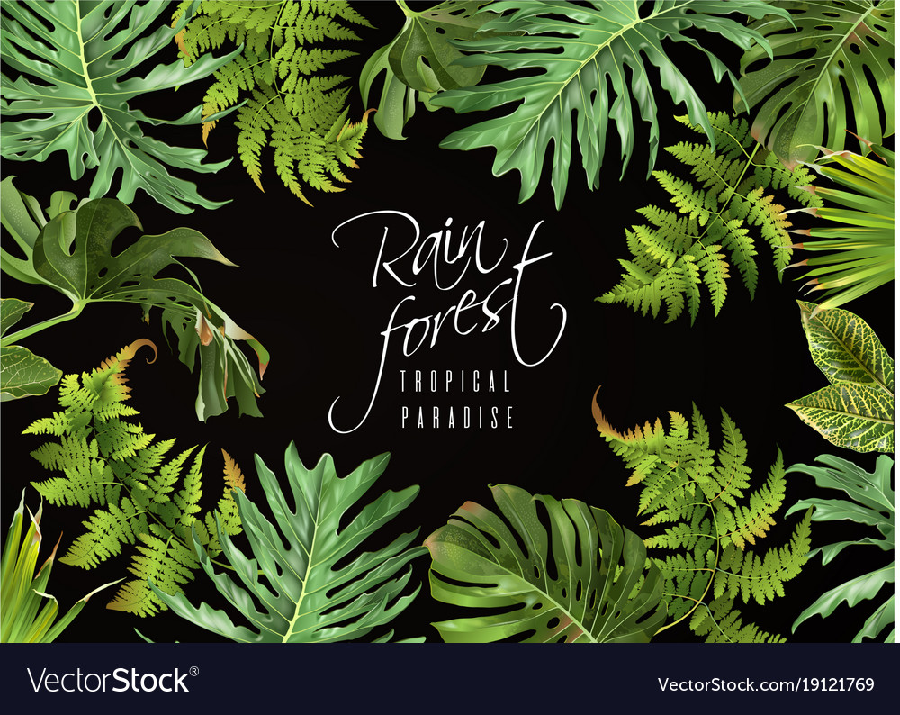 Rain Forest Banner Royalty Free Vector Image Vectorstock
