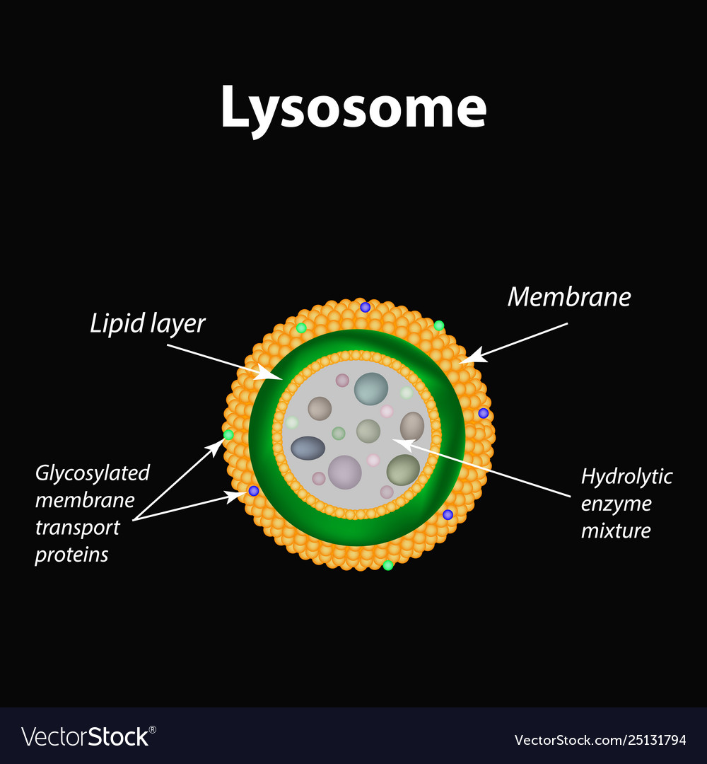 The structure lysosomes infographics Royalty Free Vector