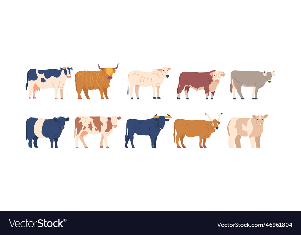 Set Of Cows And Bulls Of Various Breeds Isolated Vector Image