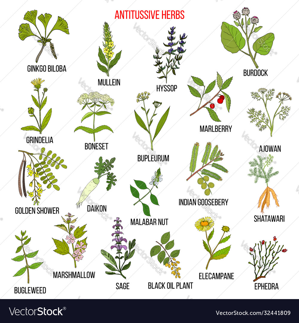 Best antitussive herbs set Royalty Free Vector Image