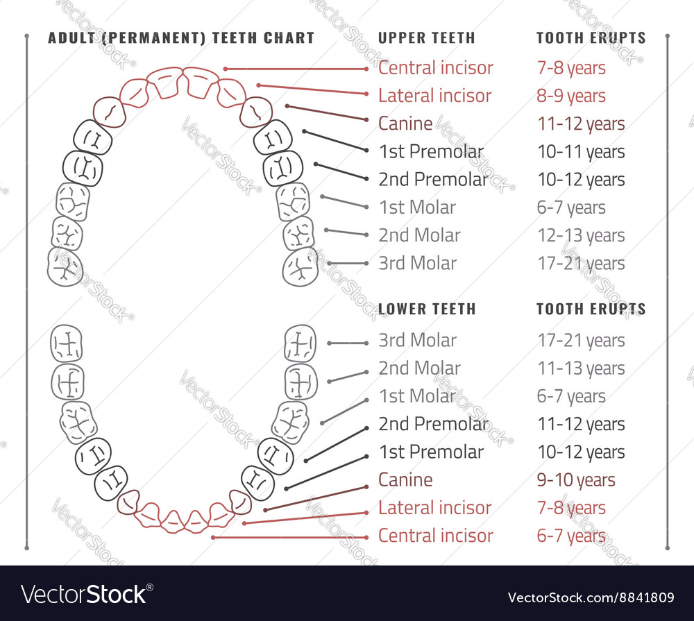 Teeth infographic Royalty Free Vector Image - VectorStock