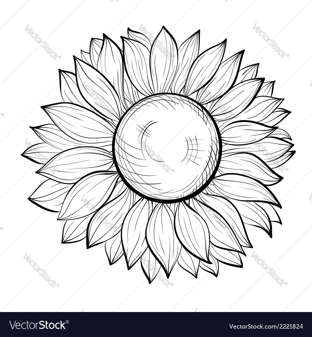 Download Beautiful black and white sunflower isolated Vector Image