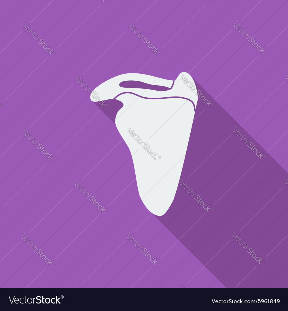 Scapula Royalty Free Vector Image - VectorStock