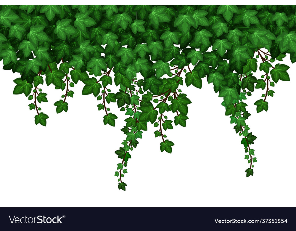 Ivy foliage seamless pattern on white background