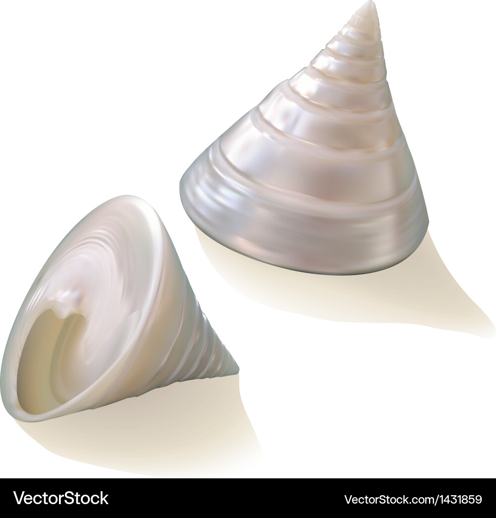Seashells Royalty Free Vector Image - VectorStock