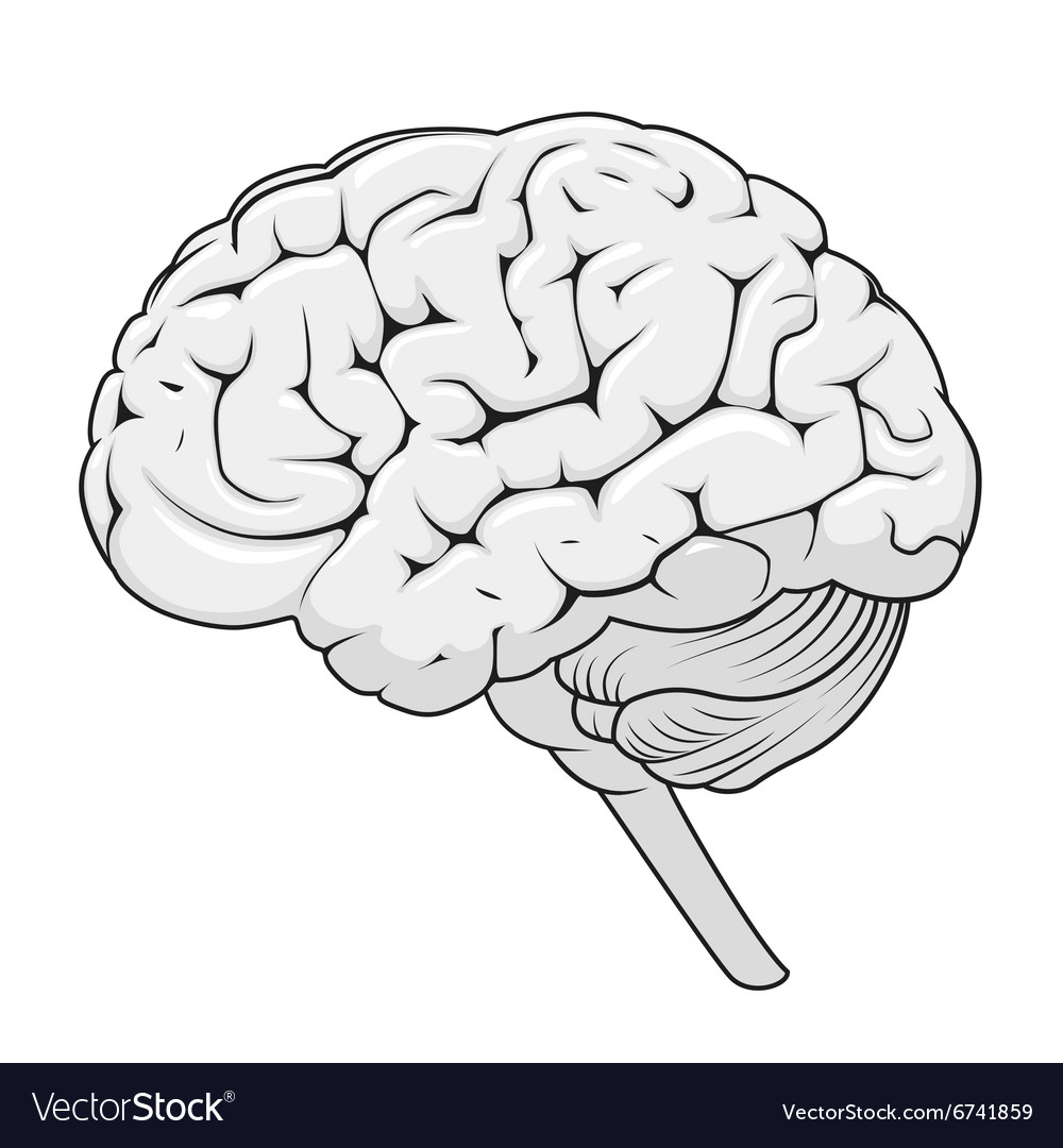 Structure human brain schematic Royalty Free Vector Image