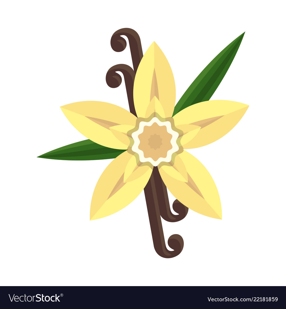 vanilla flower with stitch