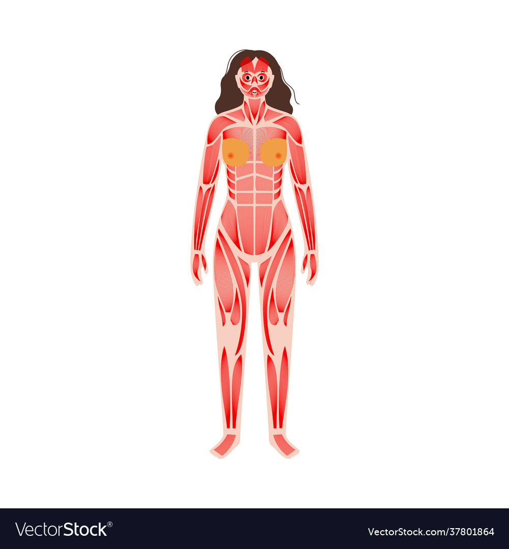 Abdominal Muscles PNG Transparent Images Free Download, Vector Files