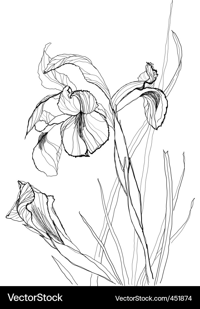 Iris flowers Royalty Free Vector Image - VectorStock