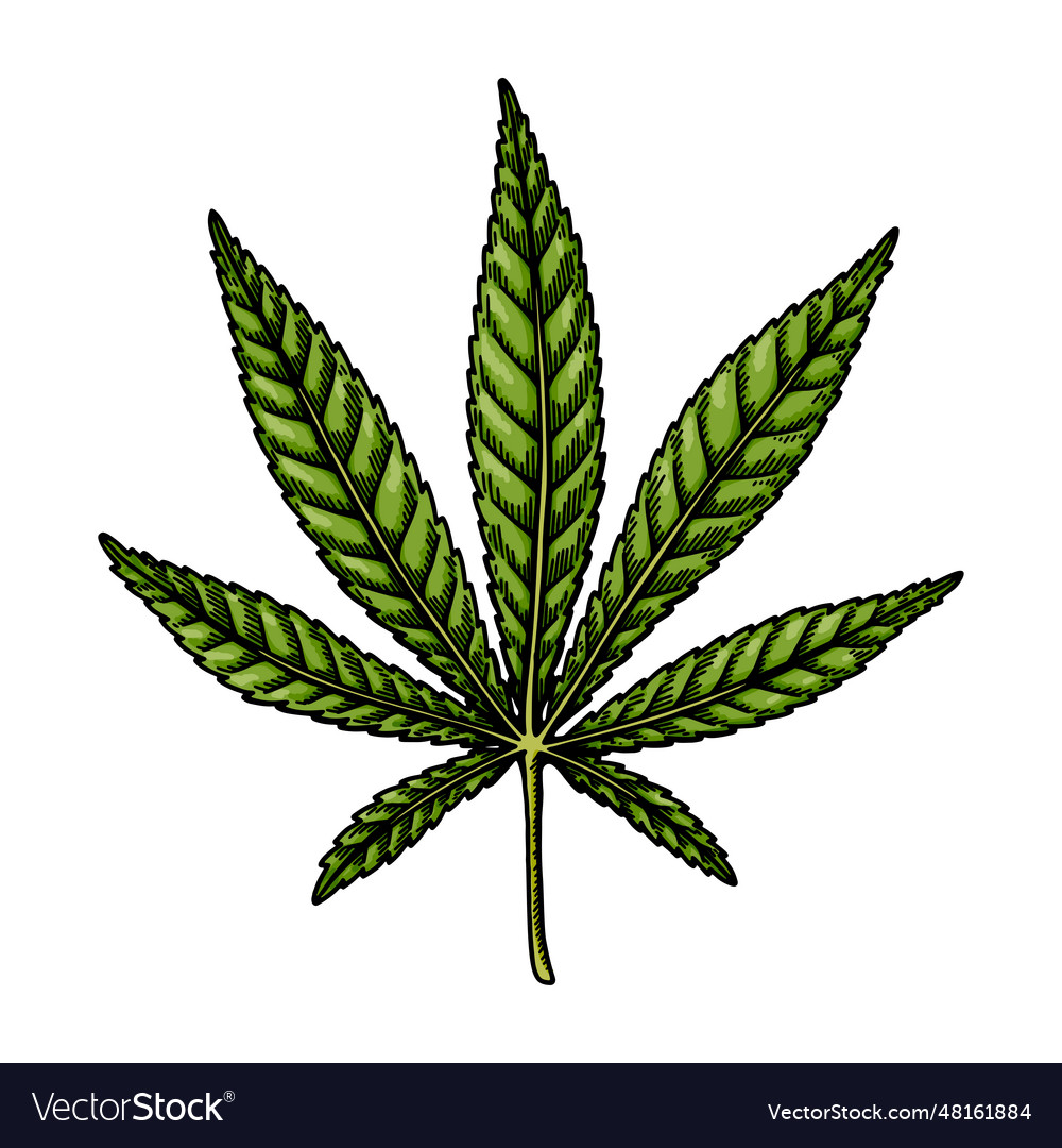 Cannabis hybrid leaf sketch marijuana botanical Vector Image