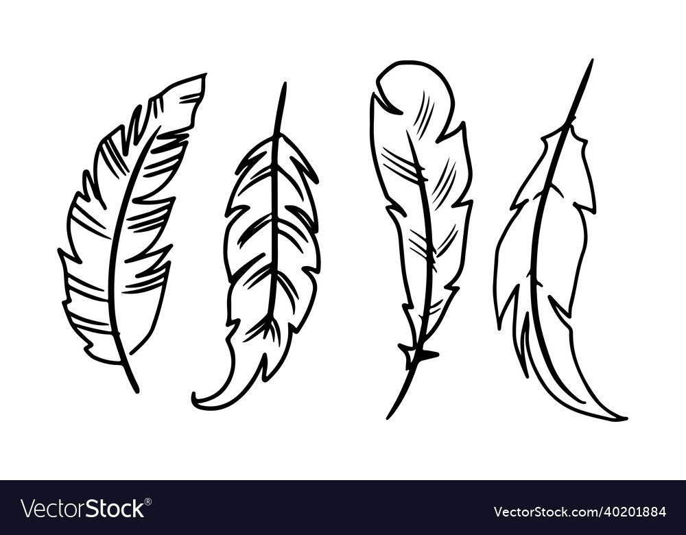 Feather hand drawn different forms of feathers Vector Image