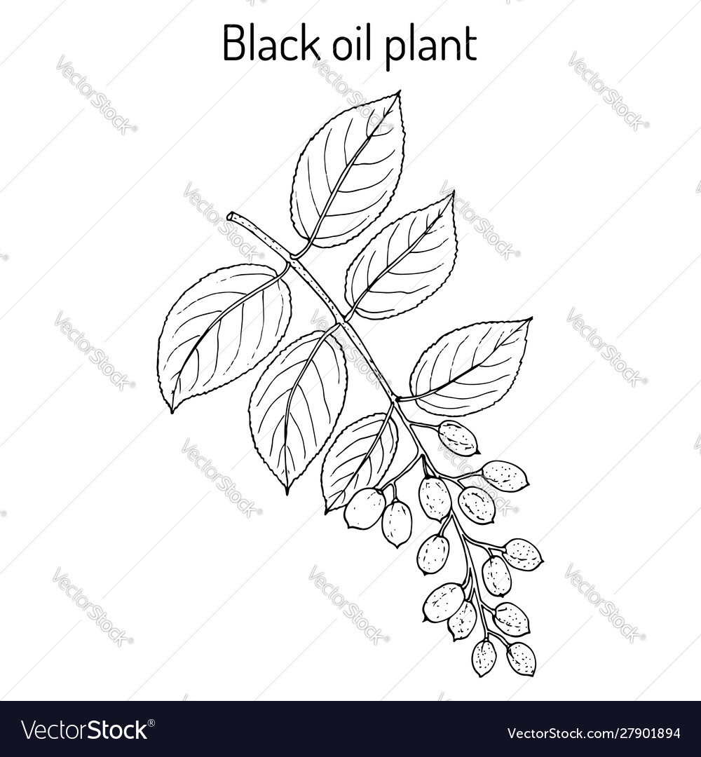 Black oil plant or intellect tree celastrus Vector Image