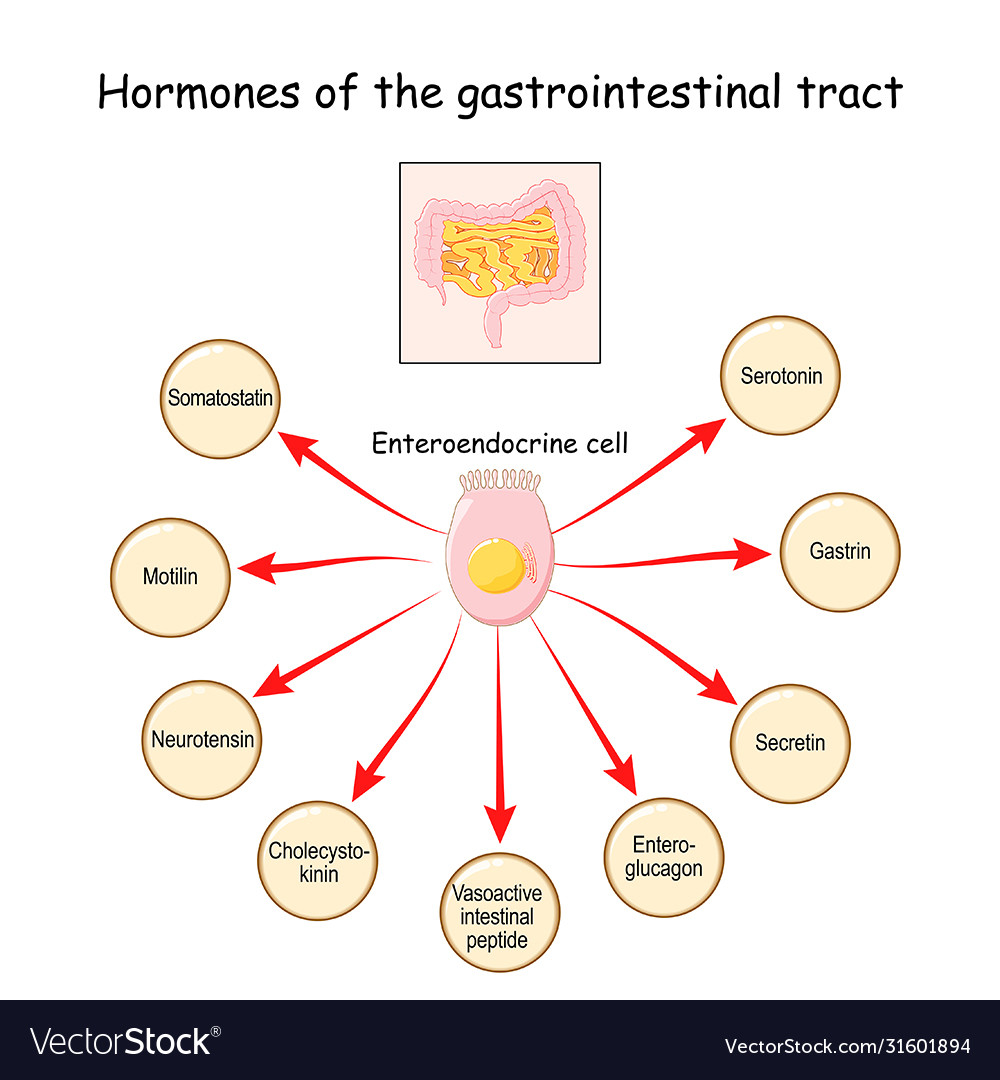 Hormones Gastrointestinal Tract Royalty Free Vector Image