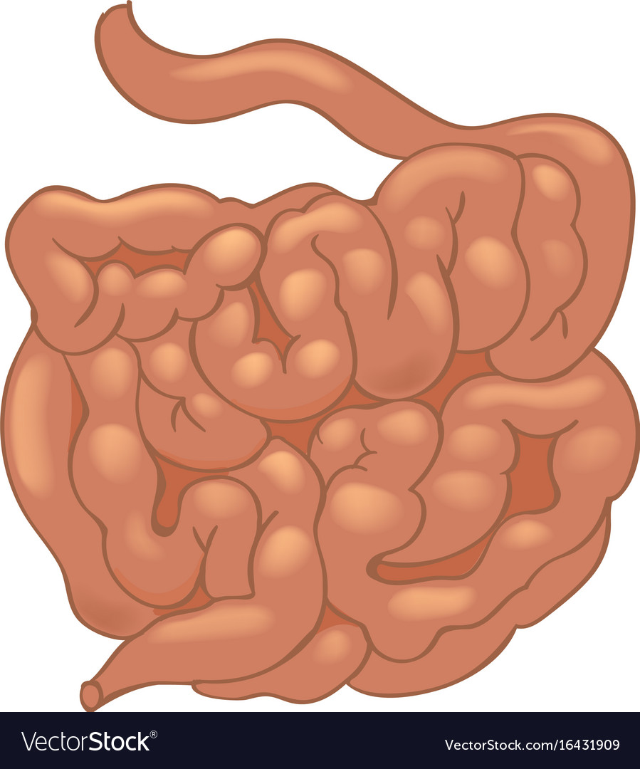 Small Intestine Cartoon Images - Aflam-Neeeak