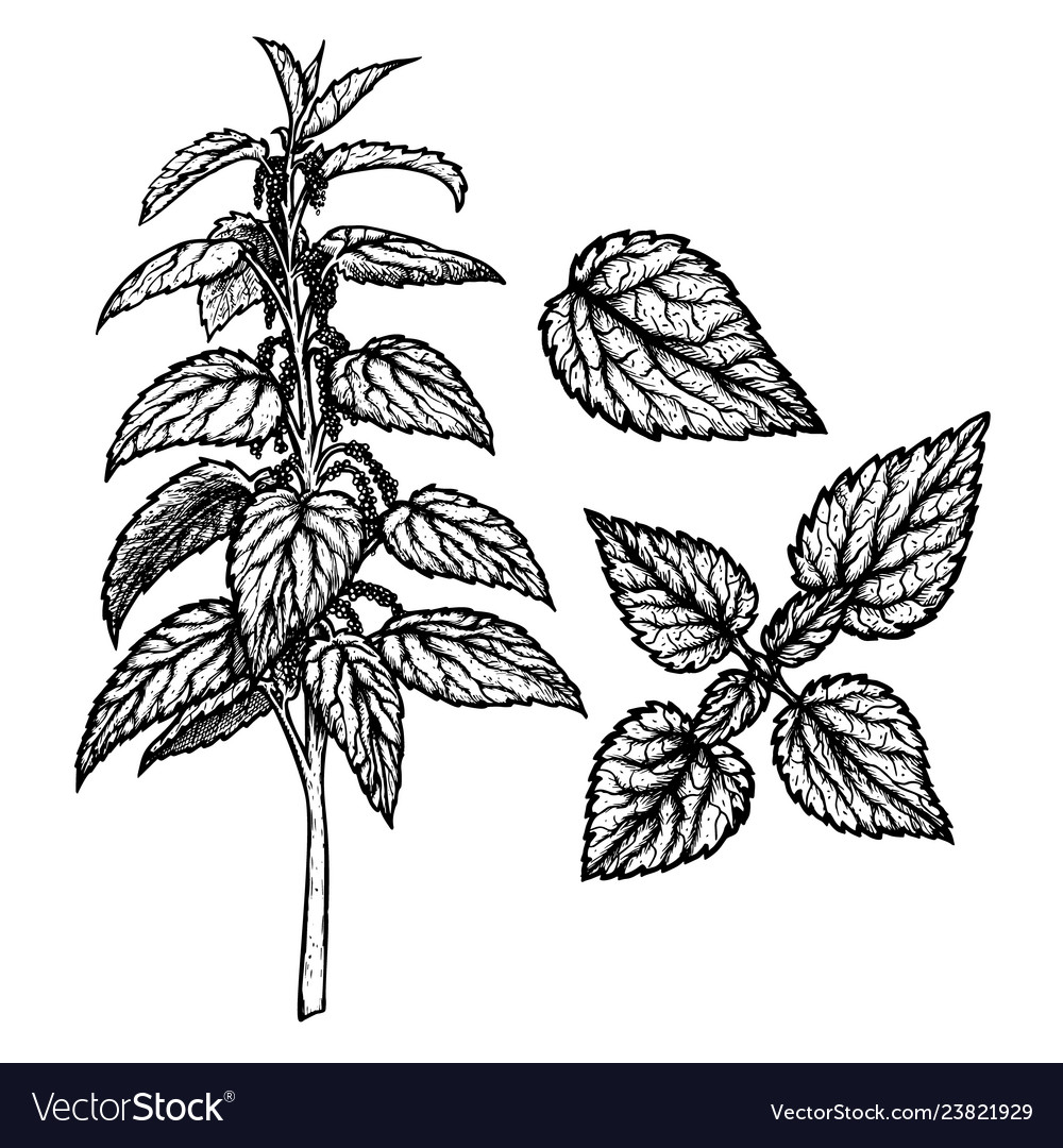 Hand drawn set of nettle vintage sketch Royalty Free Vector