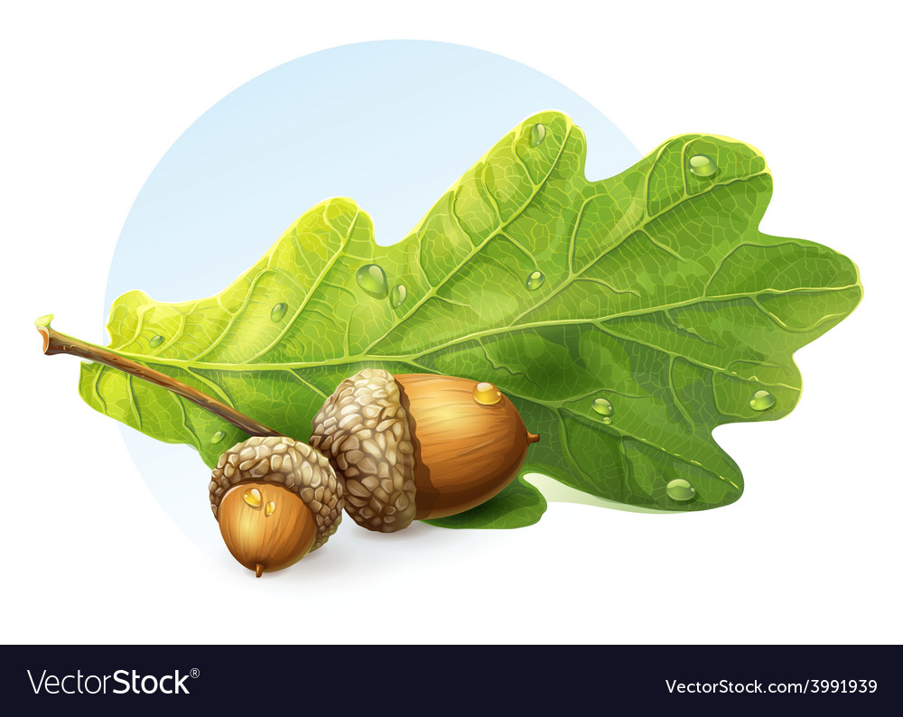 Image on white background autumn acorns with green