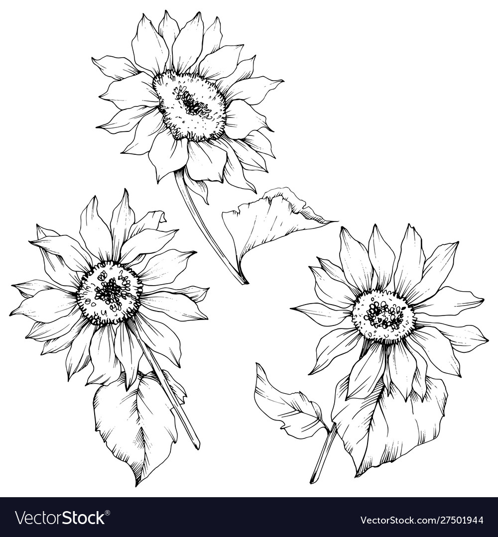 Sunflower floral botanical flowers black Vector Image