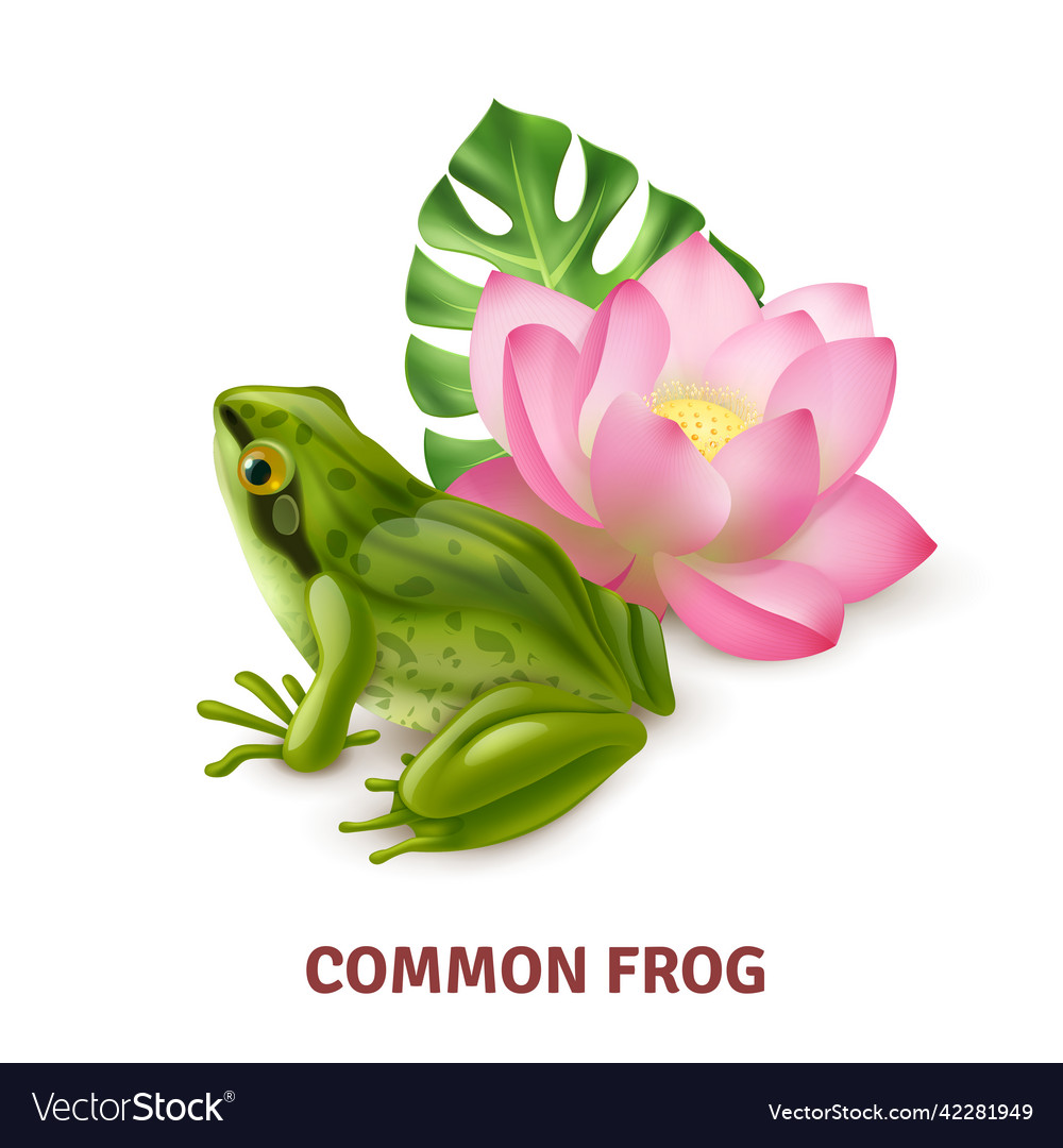 Realistic frog image Royalty Free Vector Image