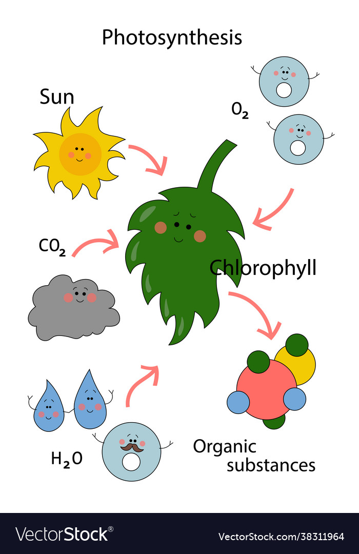 Green cartoon scheme photosynthesis in plants Vector Image