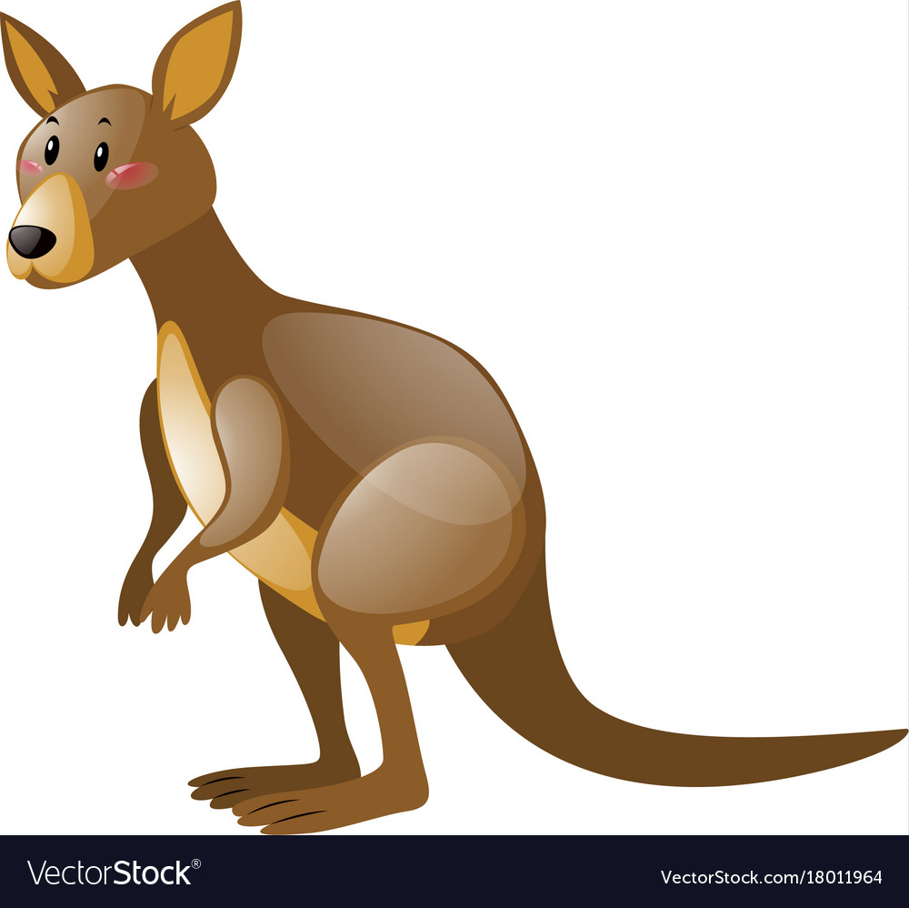 Wild kangaroo on white background Royalty Free Vector Image