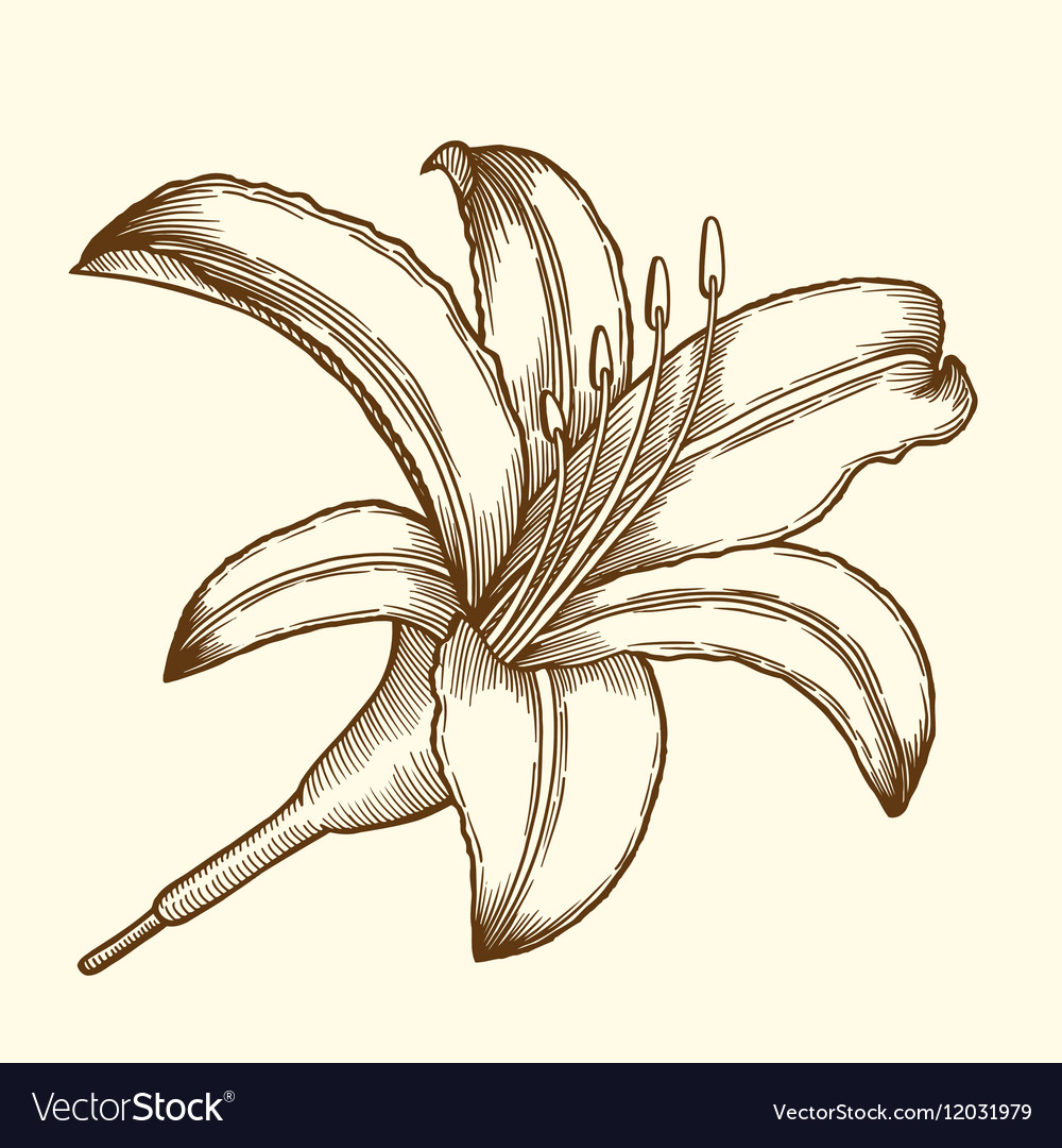 Beautiful Flower Lily Royalty Free Vector Image