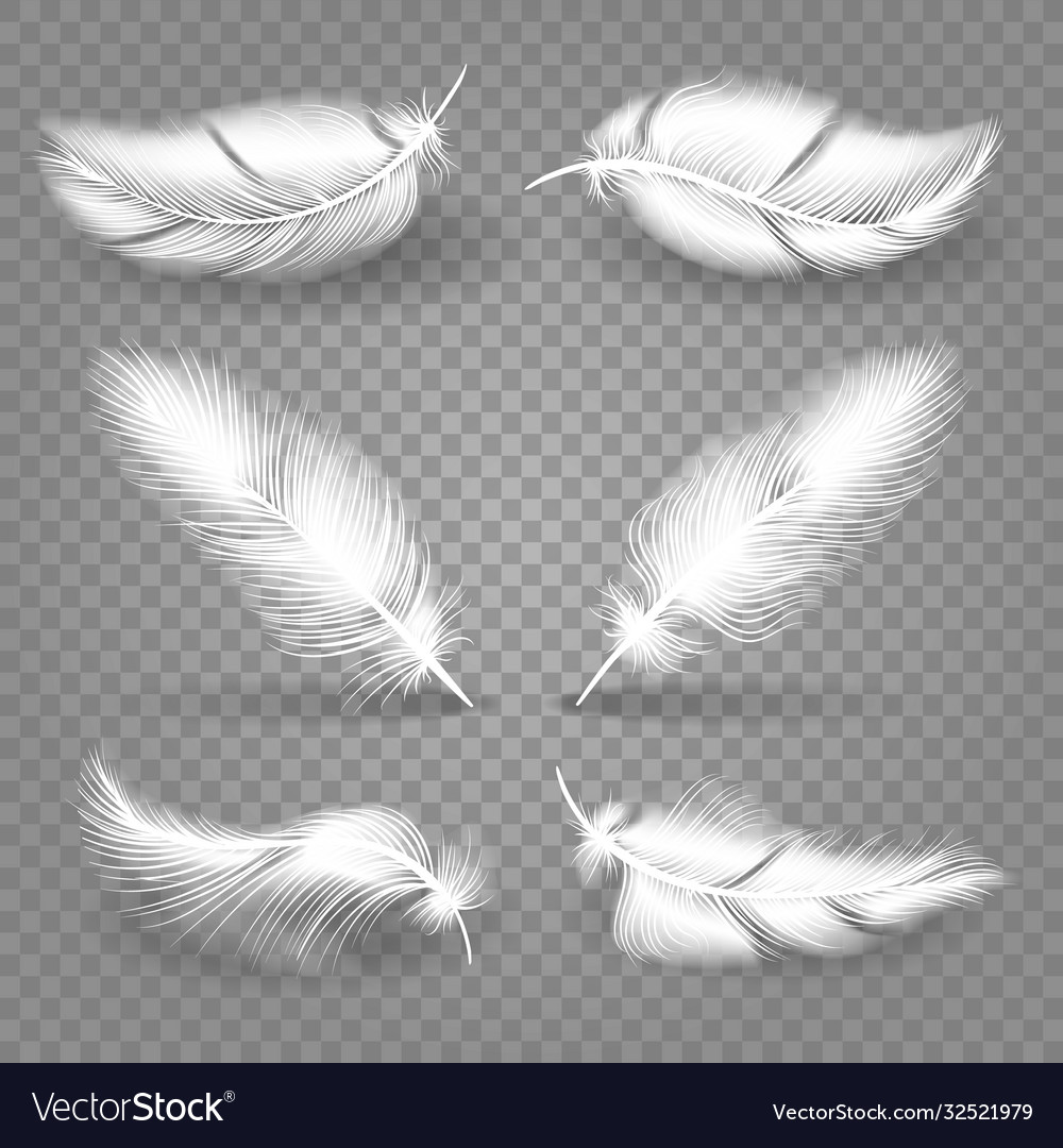 Realistic white feathers Royalty Free Vector Image