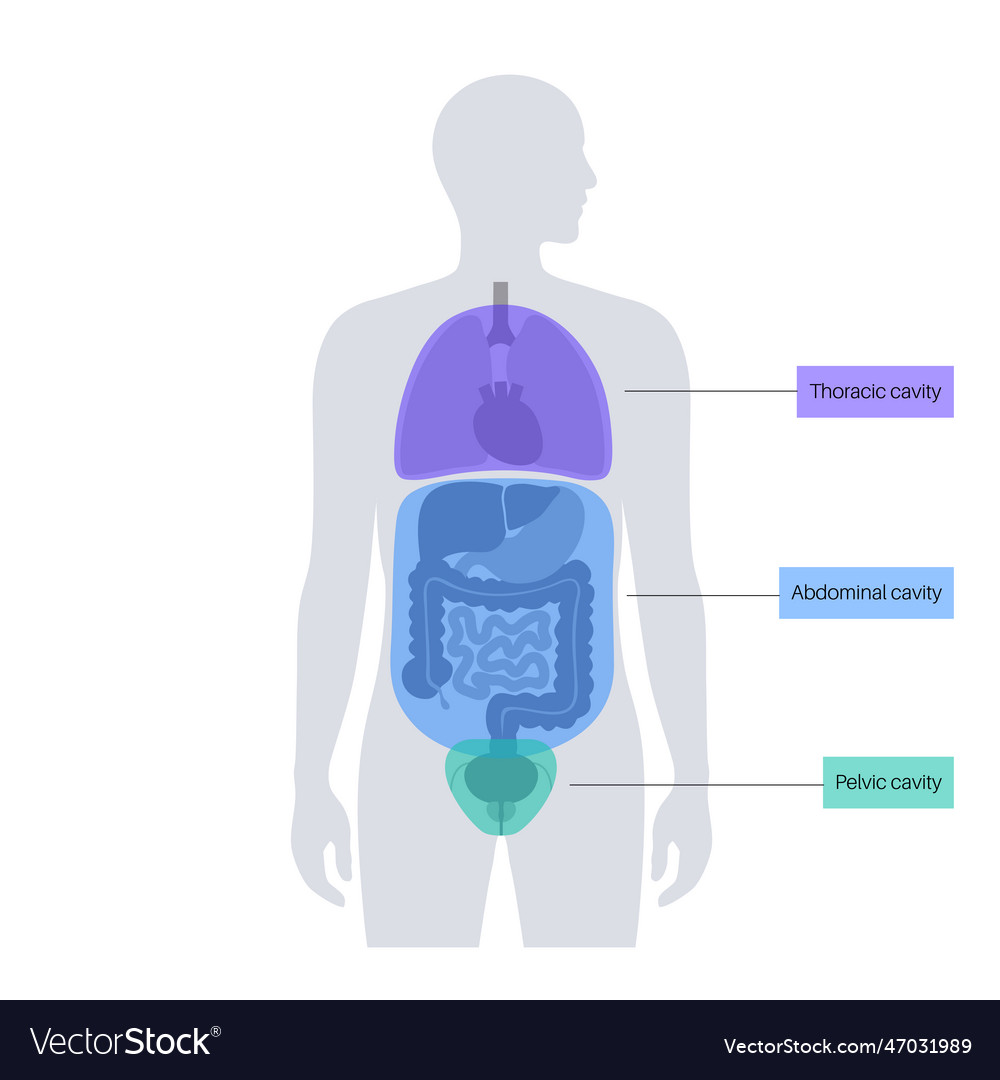 Body cavities poster Royalty Free Vector Image