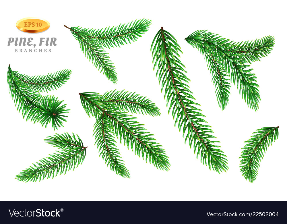 Set of isolated pine tree or fir tree branches Vector Image