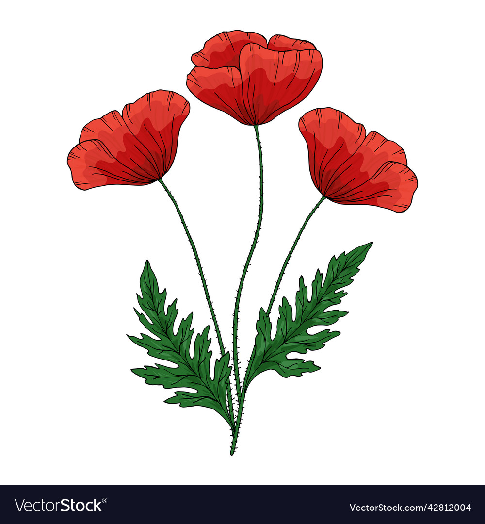 Summer bouquet with red poppy flower papaver Vector Image