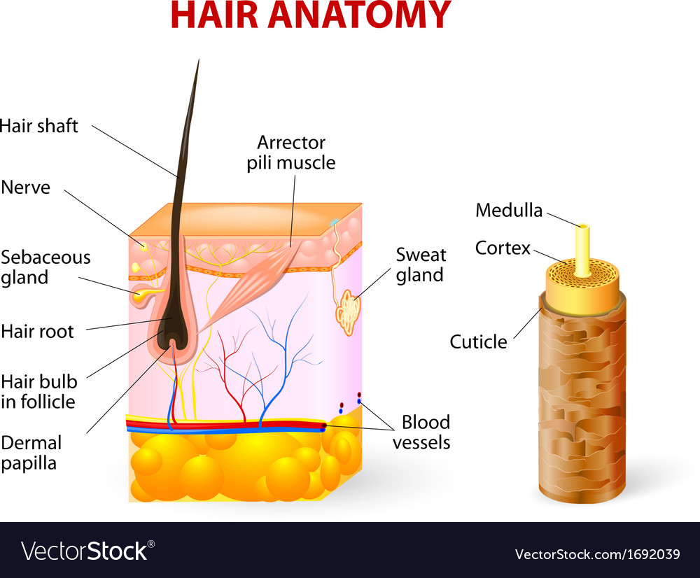 hair diagram for anatomy