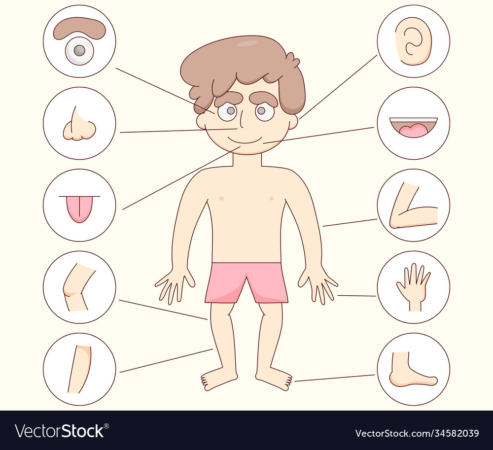 Human body part Royalty Free Vector Image - VectorStock