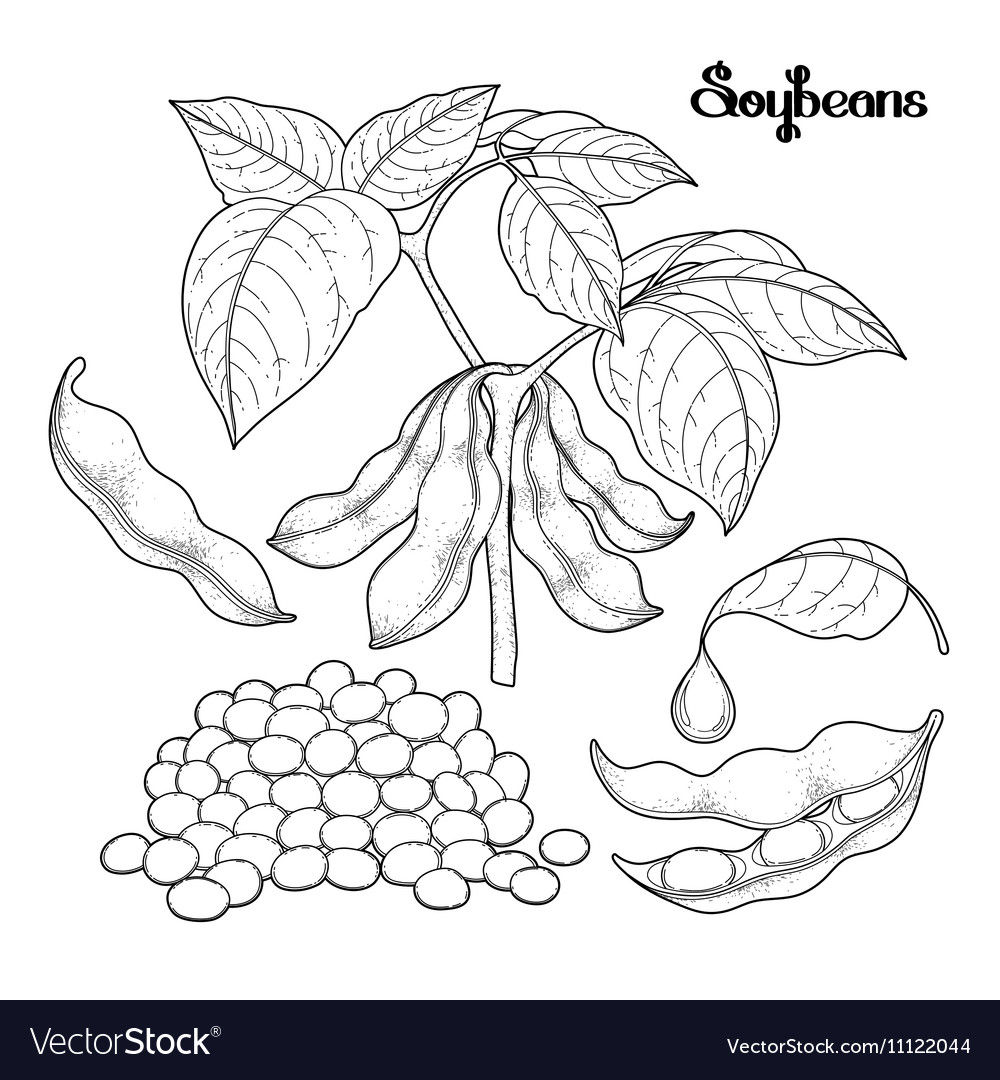 Graphic soybean collection Royalty Free Vector Image