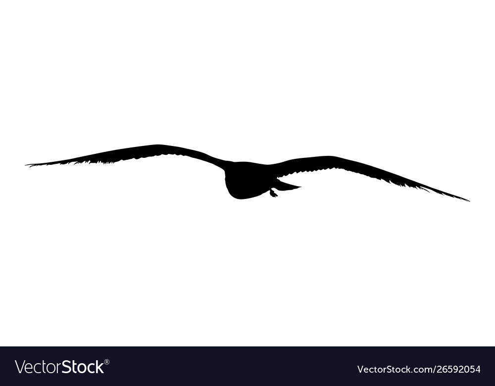 Seagull fly silhouette spread wings bird symbol Vector Image