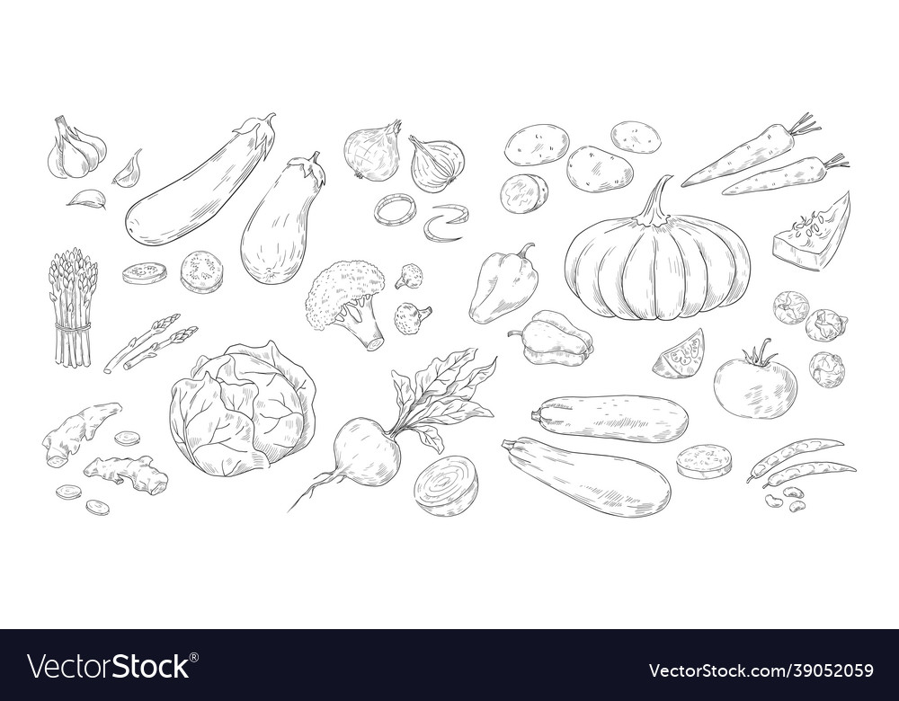 Hand drawn vegetables vintage sketch of organic Vector Image