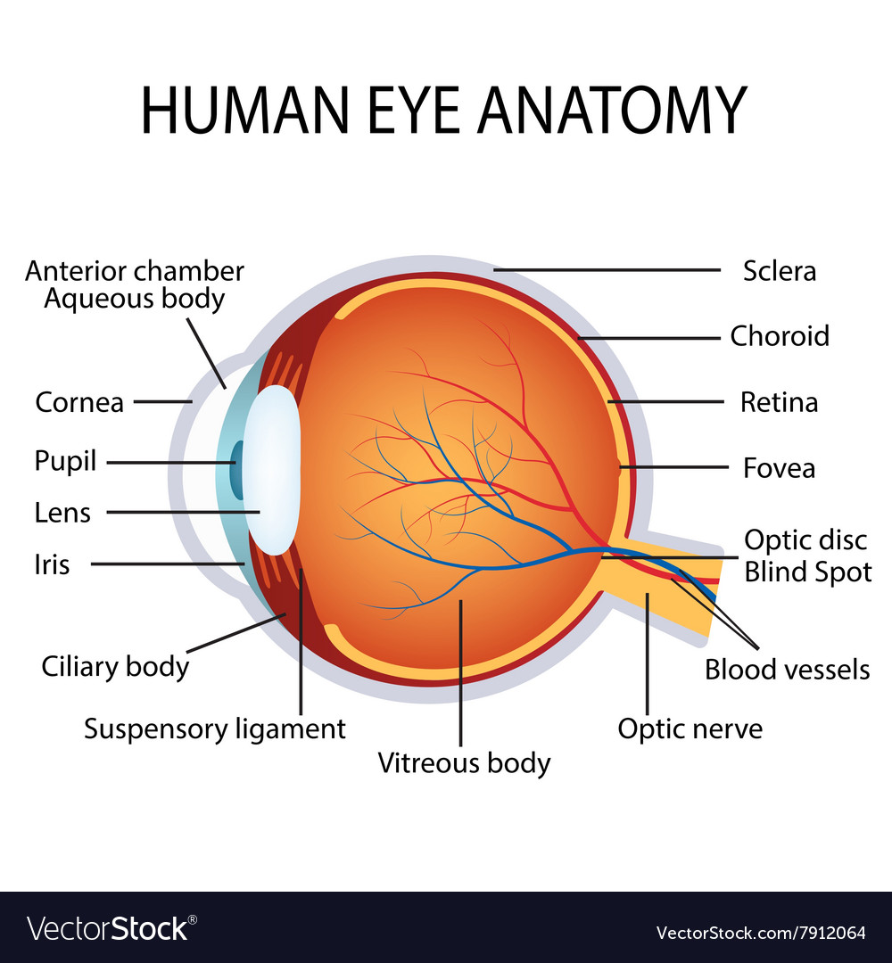 Human eye anatomy Royalty Free Vector Image VectorStock