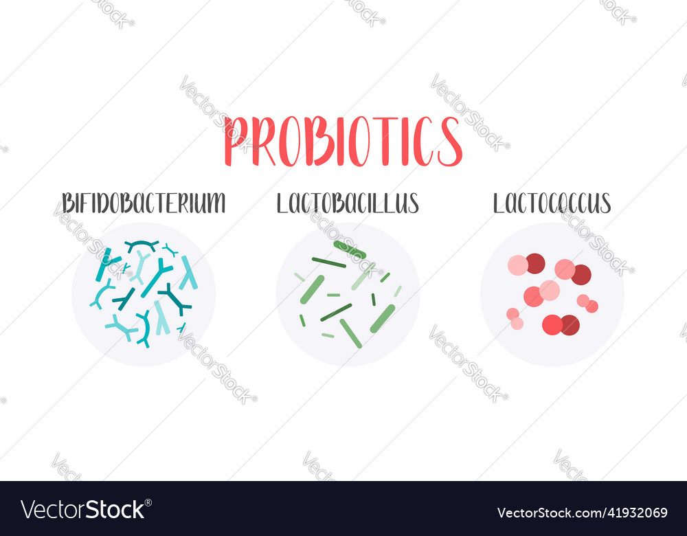 Probiotics lactic acid bacteria good bacteria Vector Image