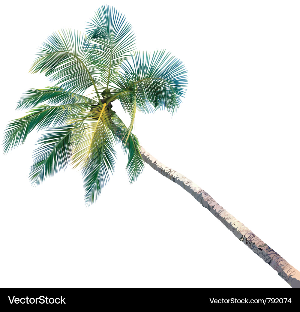 Palm tree Royalty Free Vector Image - VectorStock