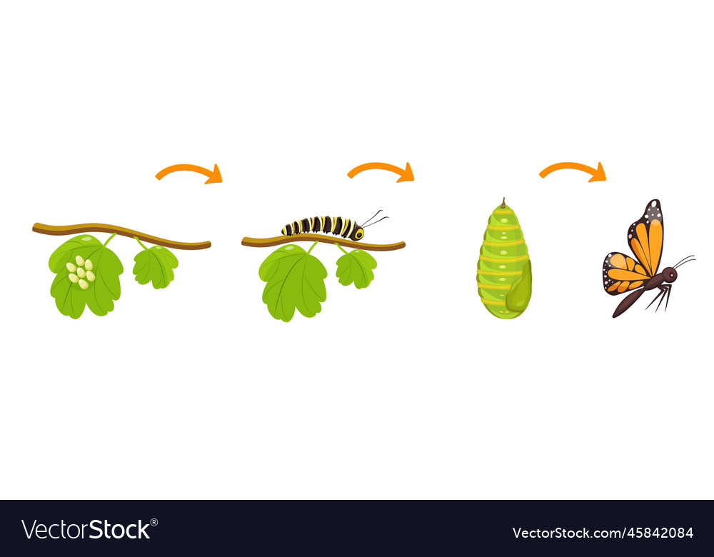 Butterfly life cycle transformation Royalty Free Vector