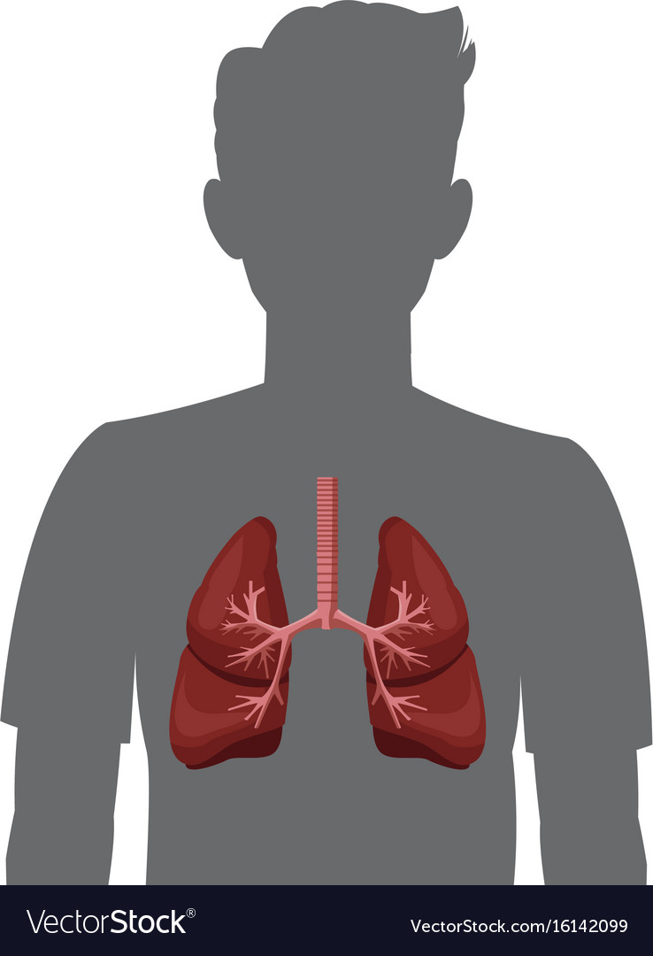 Human silhouette with inflamed respiratory system Vector Image