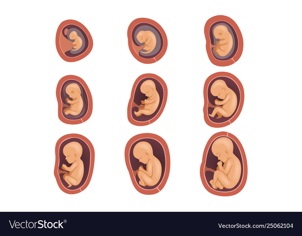 Process fetal development pregnancy from 1st Vector Image