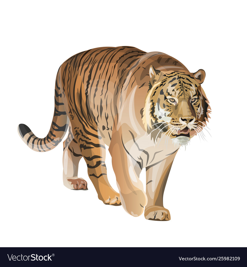 Image walking tiger Royalty Free Vector Image - VectorStock