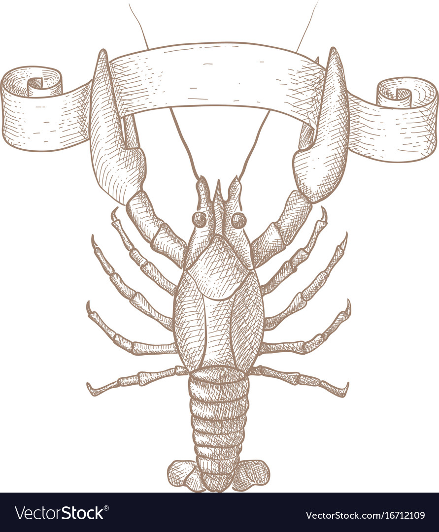 Lobster hand drawn sketch Royalty Free Vector Image