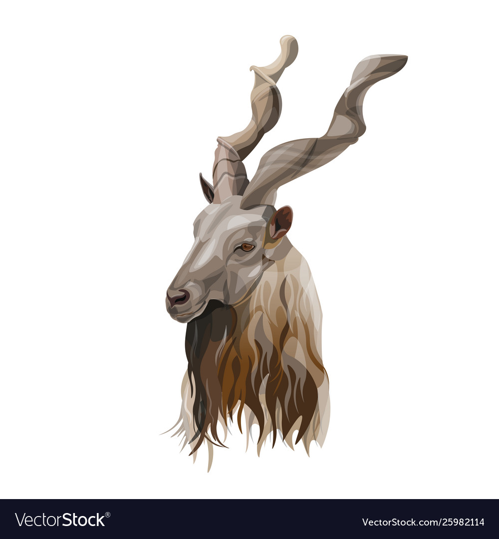 Markhor head portrait Royalty Free Vector Image